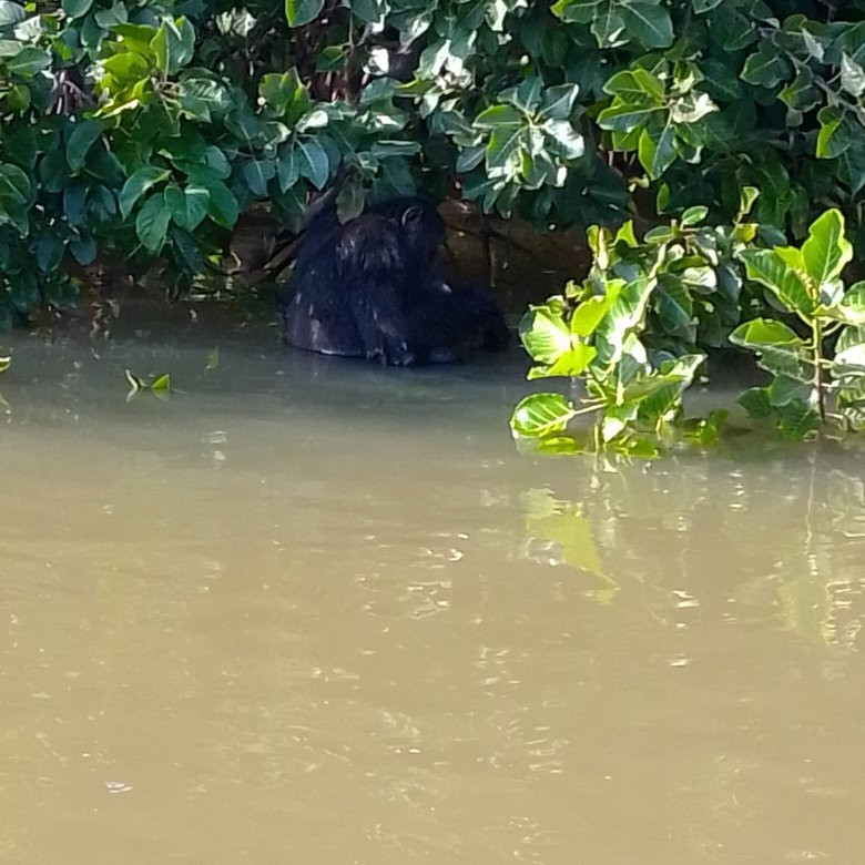 River Gambia National Park-班竹必去景点