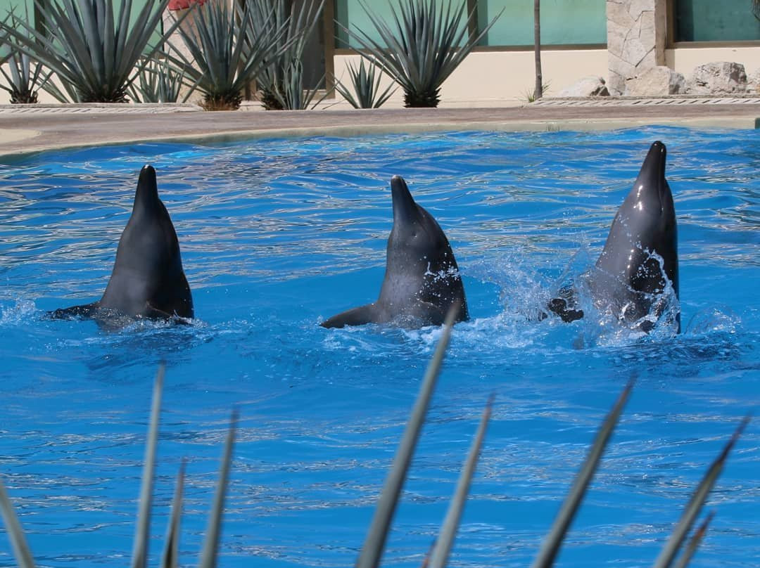 Dolphinaris Tulum景点图片
