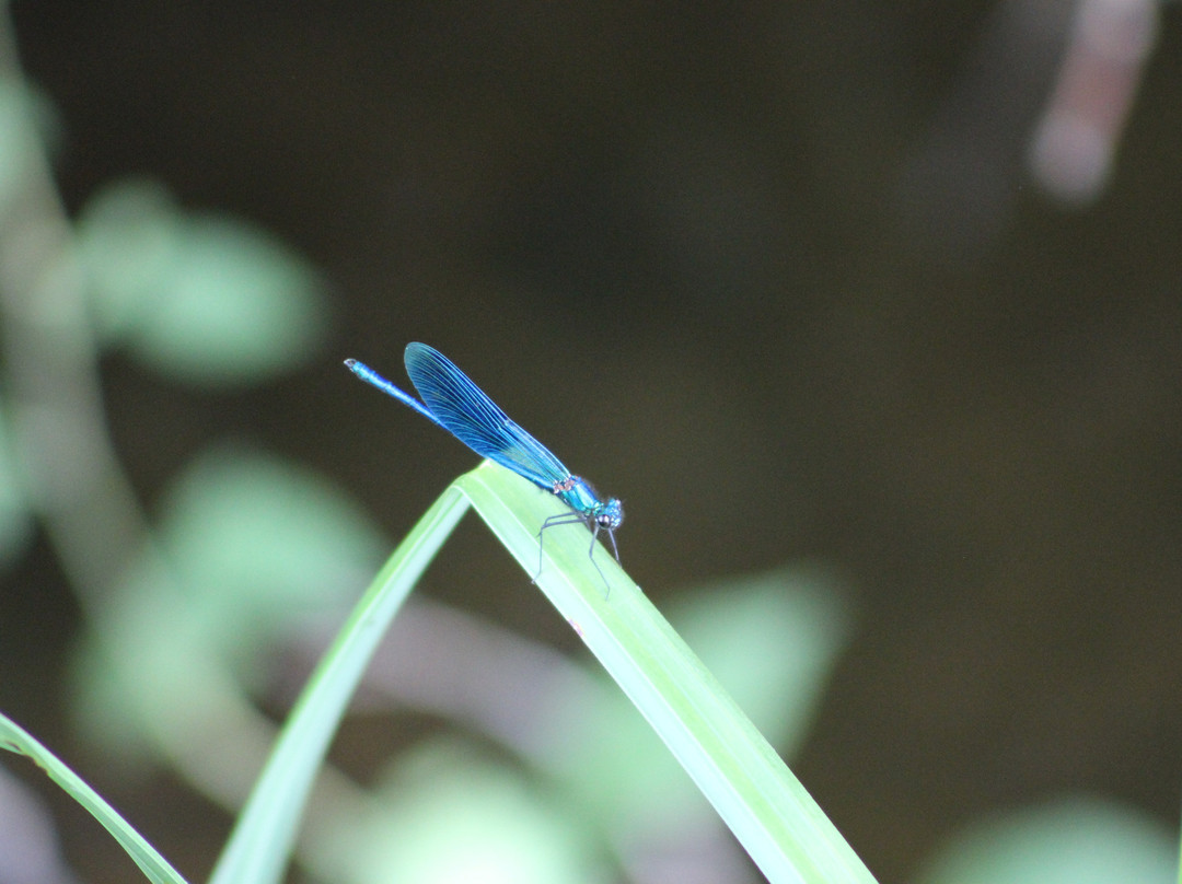 Site Naturel des Tourbieres-Vendoire必去景点
