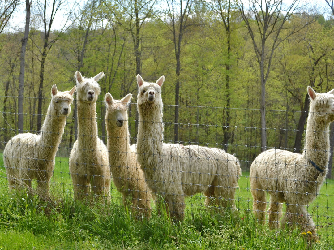 The Alpacas Of Spring Acres景点图片