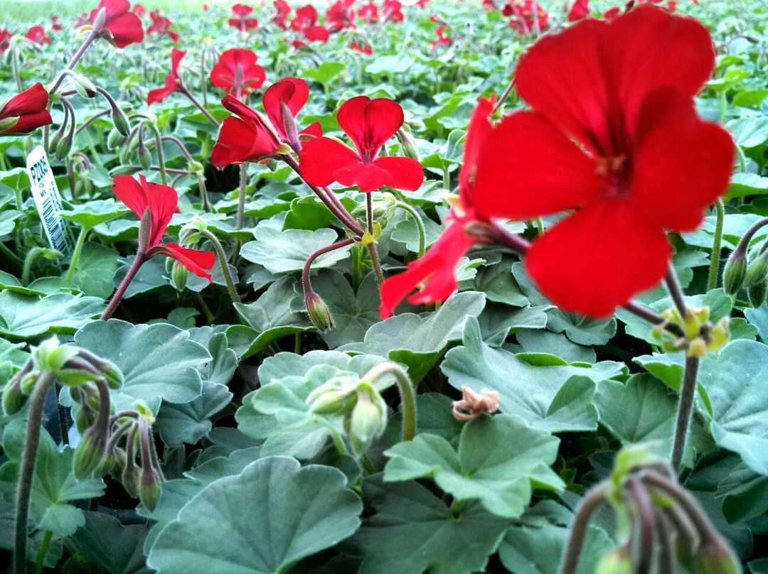 Callaway旅游景点-Bergen's Greenhouses, Inc