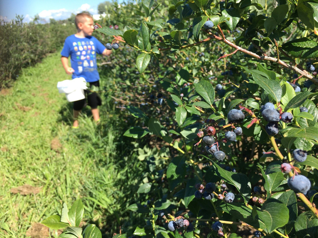 Bowerman Blueberries Farm Market景点图片