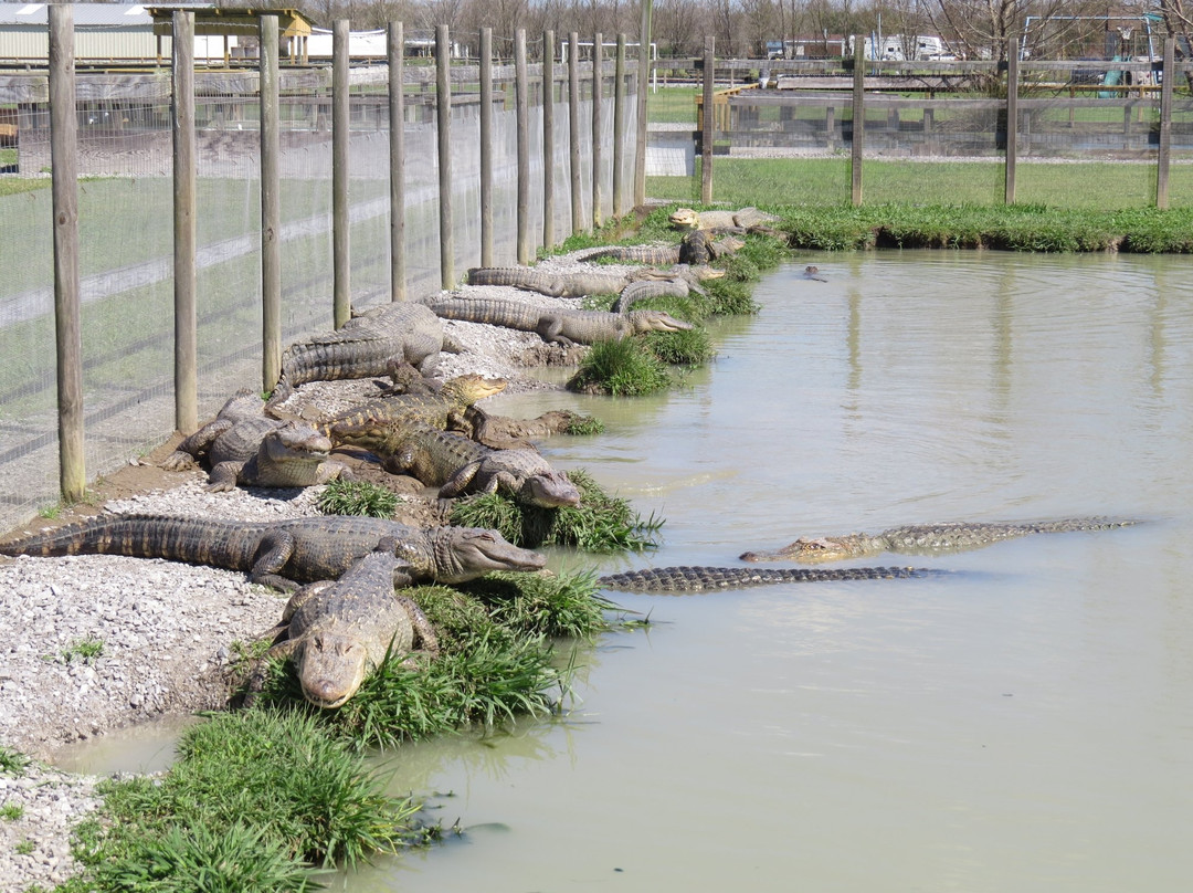 Greenwood Gator Farm and Tours景点图片