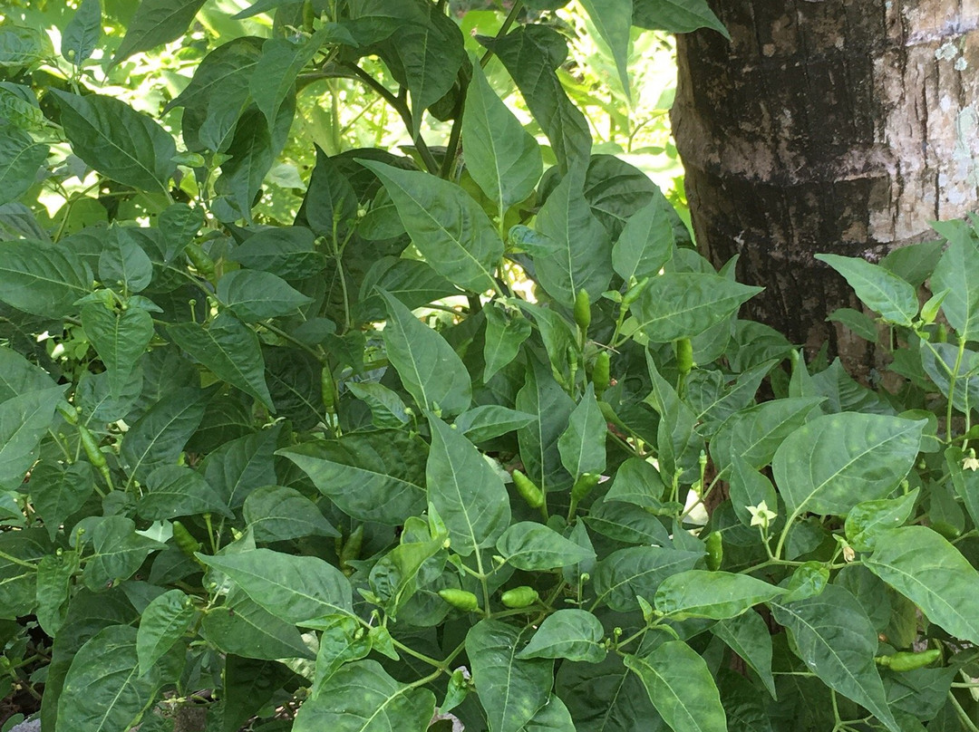 Koh Yao Yai Green Island Tour & Trip-阁耀亚伊岛必去景点