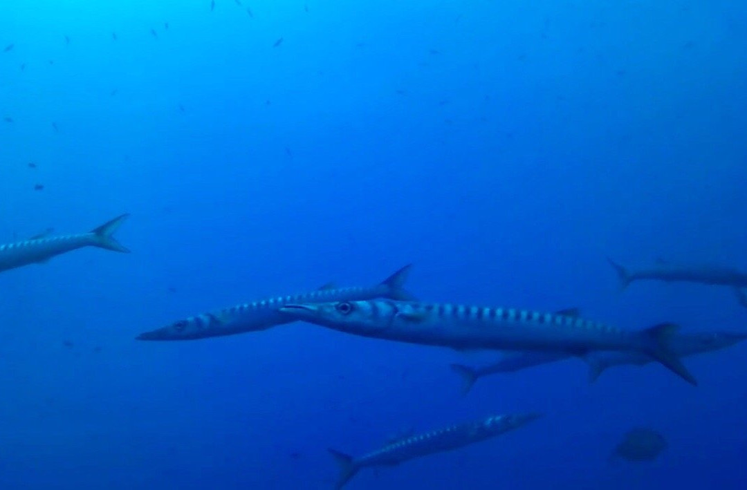 Nautilus Technical Diving Center-Santo Stefano al Mare必去景点