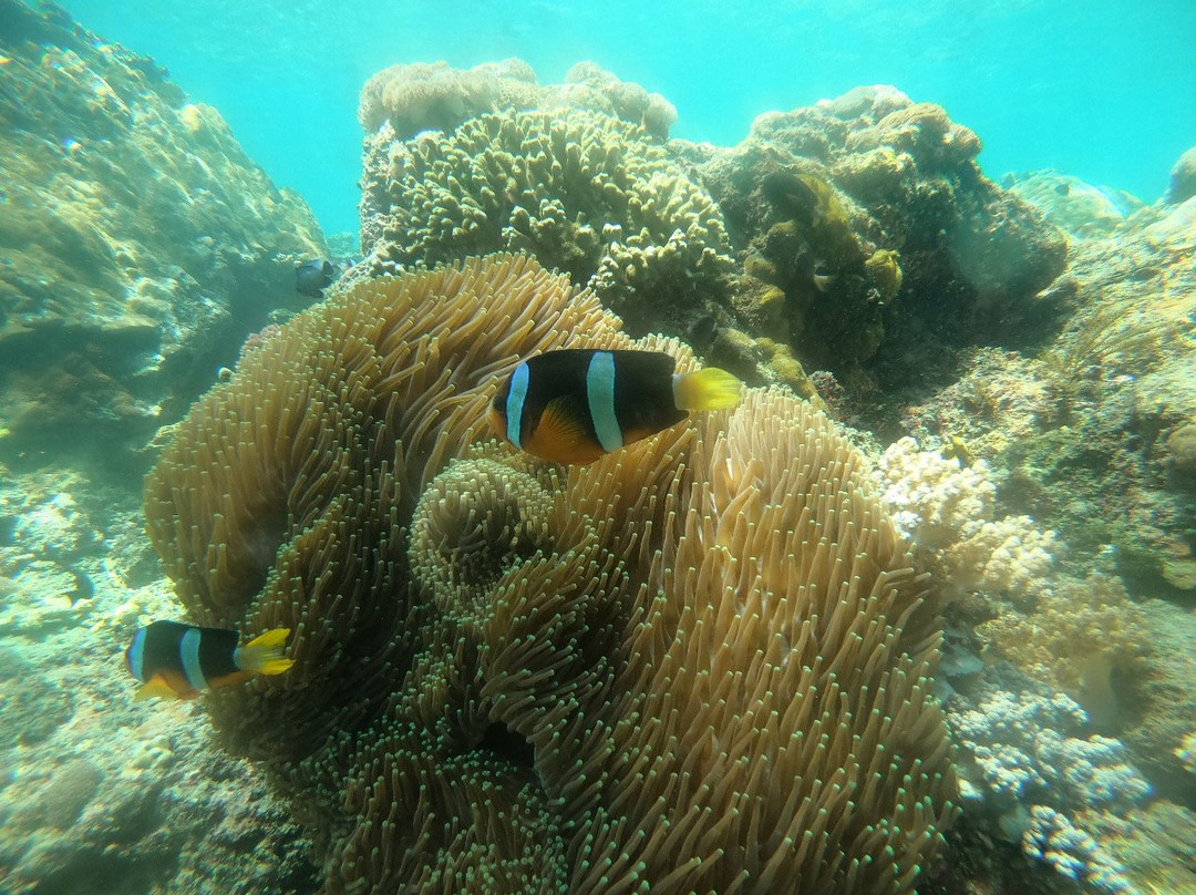 Penida Snorkeling Tour景点图片