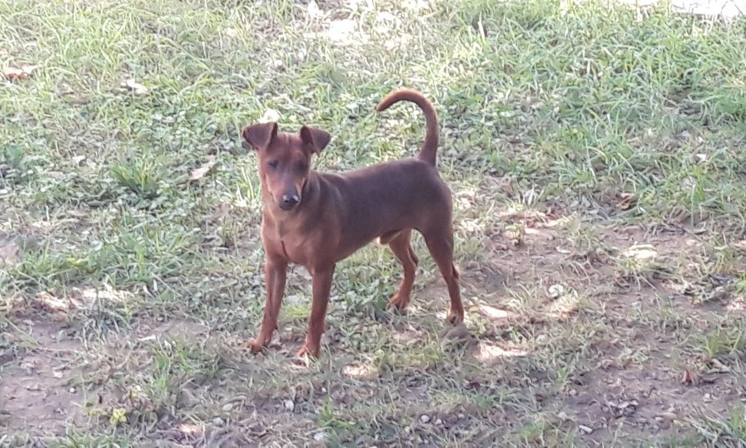 Foof - Parco e museo del cane-Mondragone必去景点