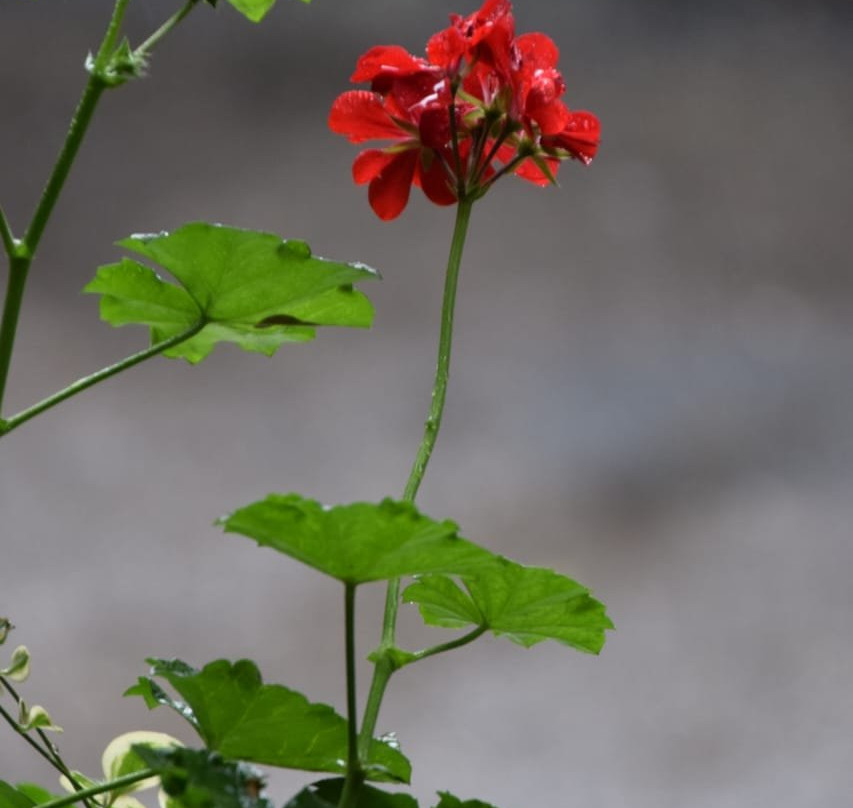 Oasis Kathmandu Hotel主图