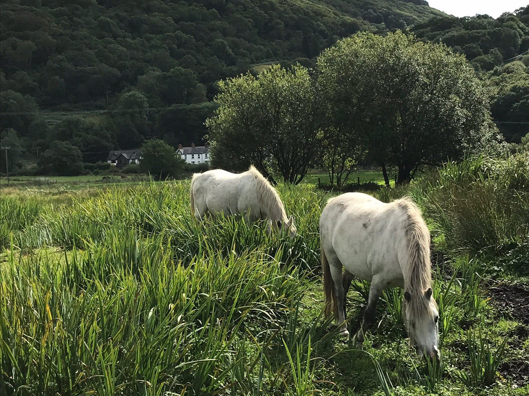 Mawddach Valley - Arthog Bog景点图片