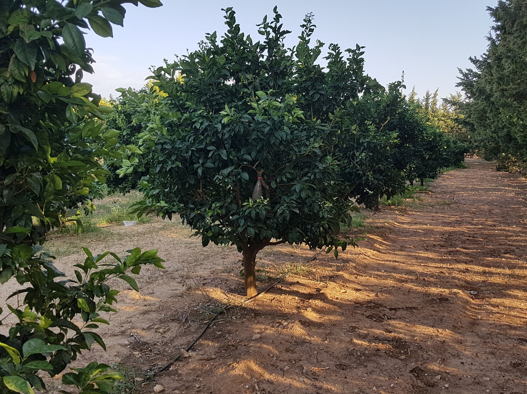 Masseria la Duchessa主图