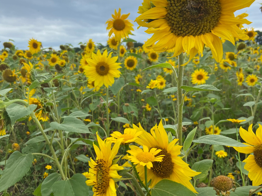 Sunflower Maze
