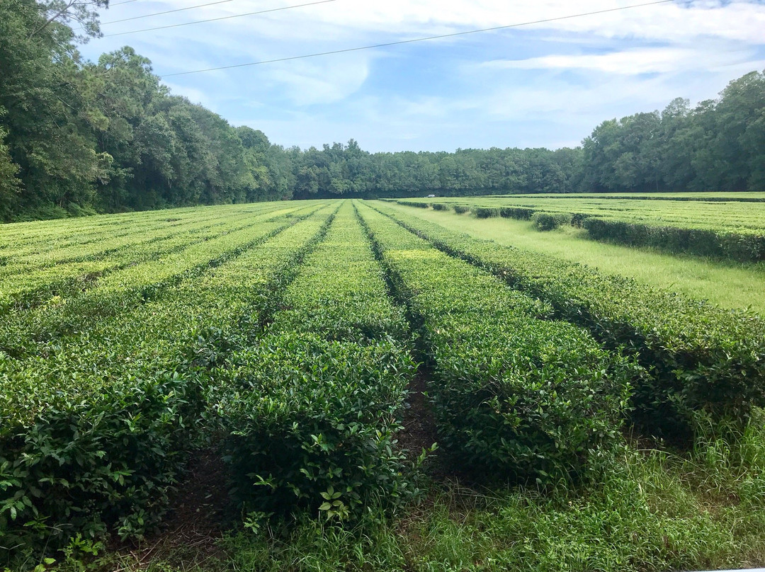 Charleston Tea Garden景点图片