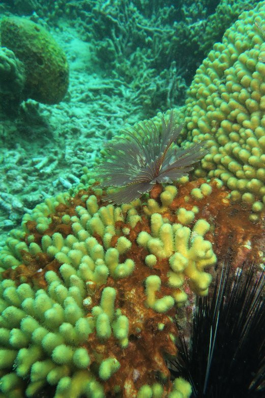 Plongée Immersion Caraibes景点图片