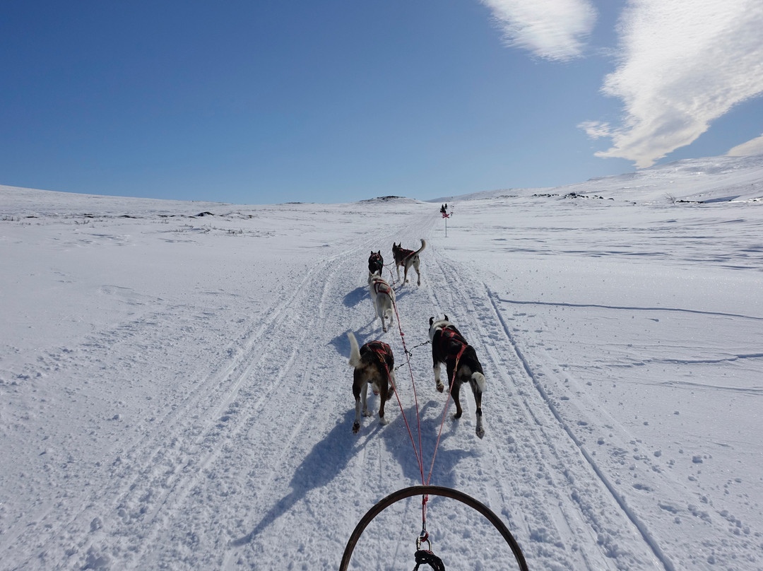 Fjellborg Arctic Journeys景点图片