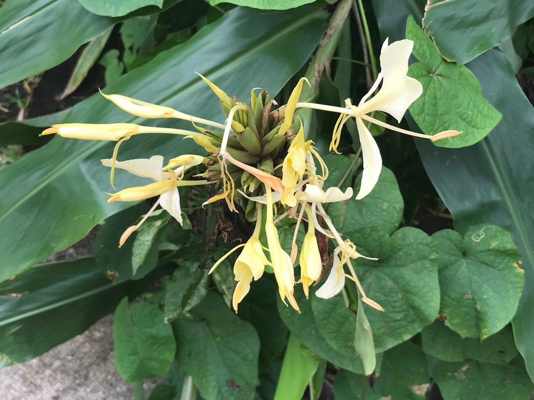 Louie's VIP Tours-云盖国家森林公园必去景点