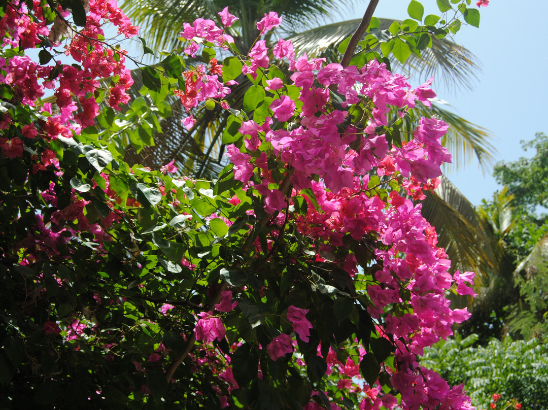 Hotel Yellow Home Providence Island主图