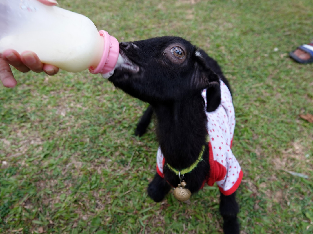 登嘉楼月之影度假村主图