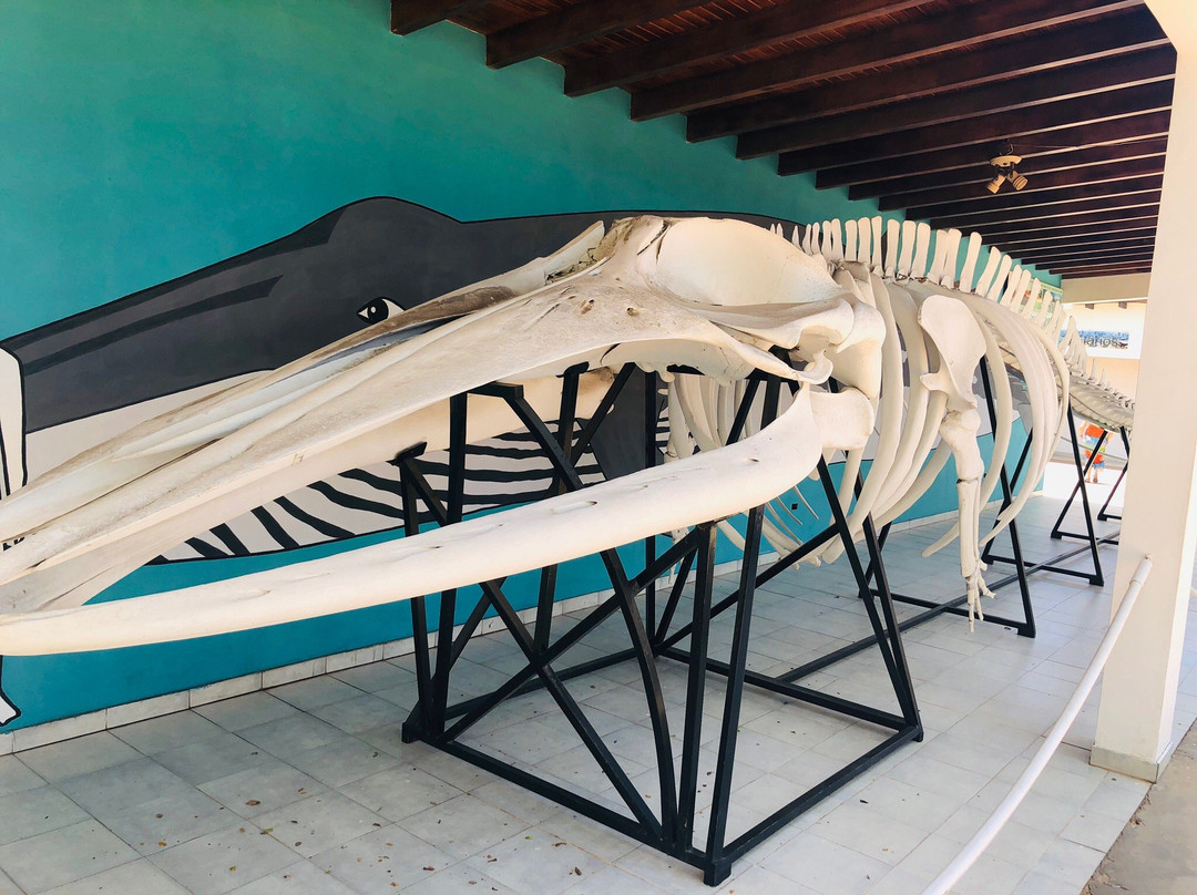 Museo Marino de Margarita景点图片