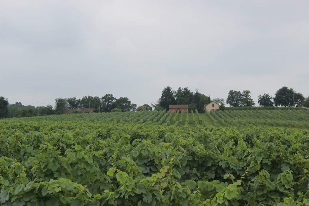 Domaine Damiens景点图片