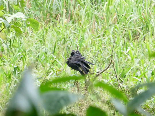 Anaconda Lodge Ecuador主图