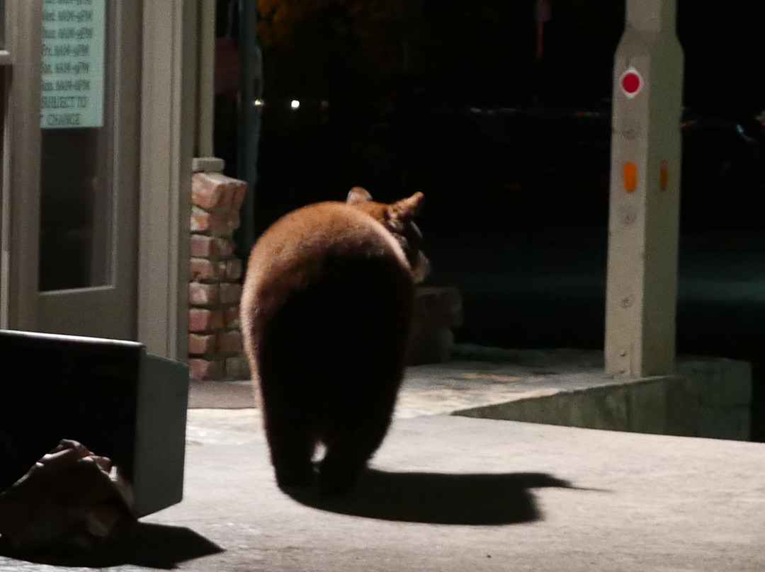 Pepper Tree Inn主图