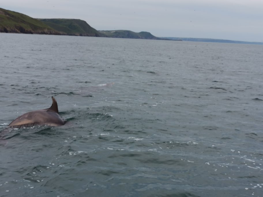 SeaMor Dolphin Watching Boat Trip景点图片