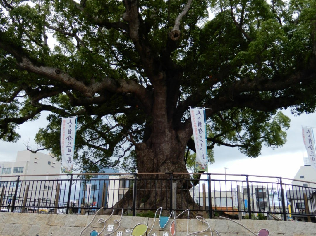Great Camphor Tree of Zendo-ji Temple景点图片