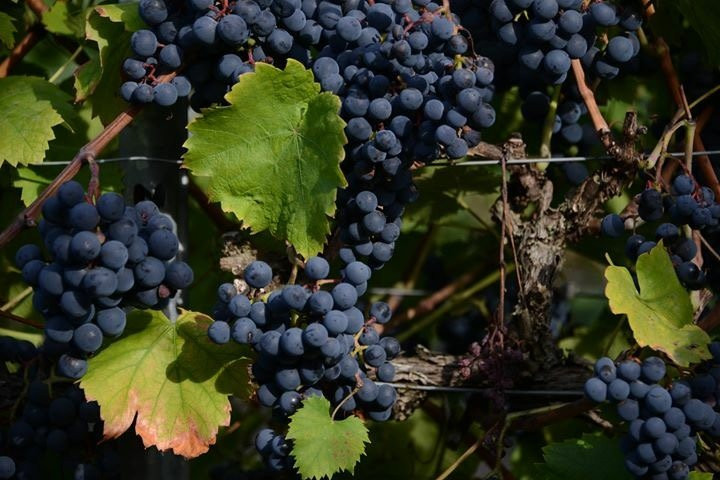 Vejbystrand旅游景点-Vejby Vingaard Marani Wine Cellar