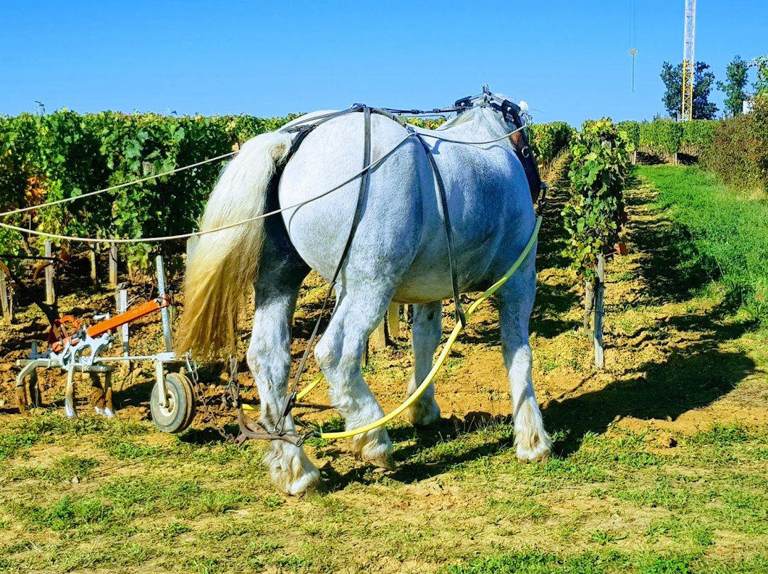 Adulam Winery & Vinyards景点图片