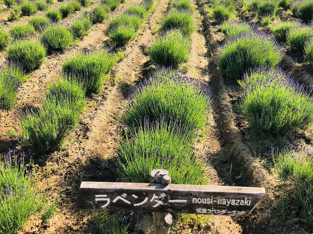 Sakura Lavender Land-佐仓市必去景点