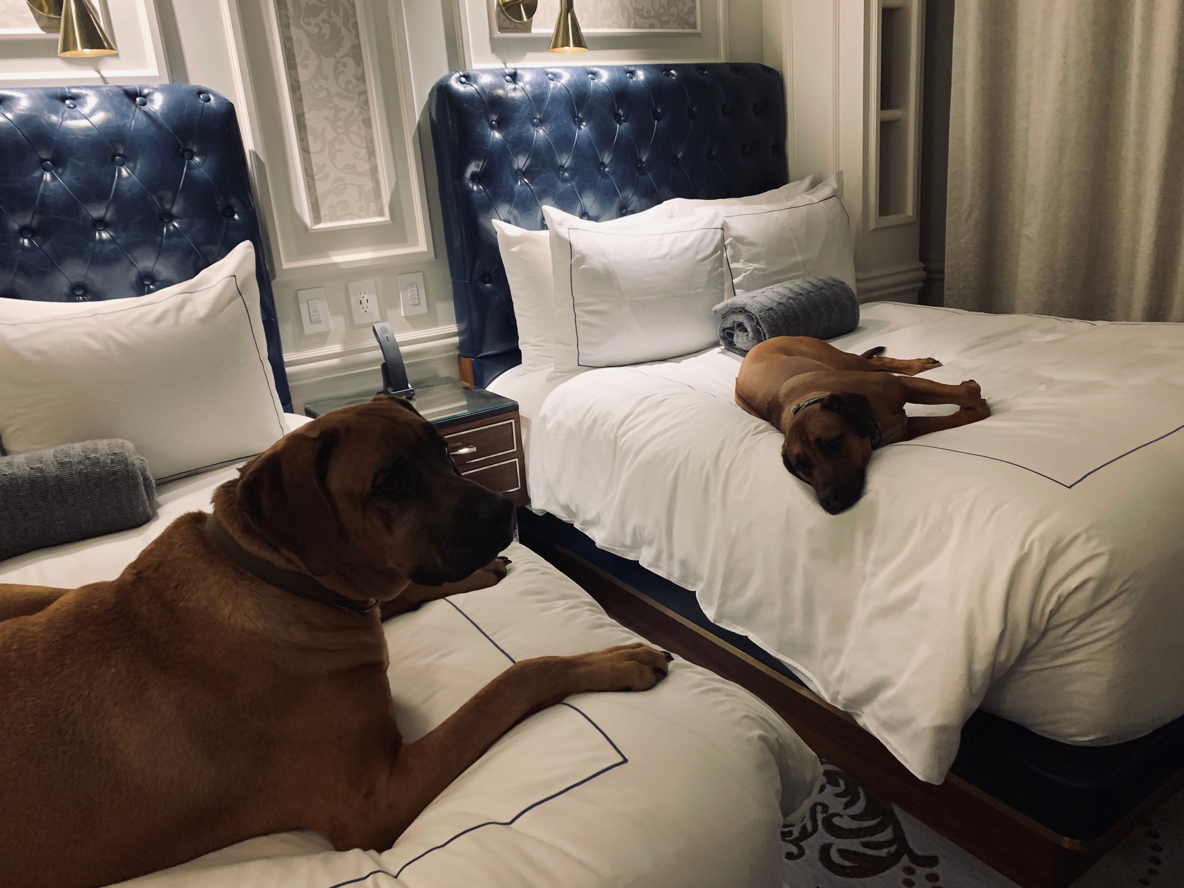 The Adelphi Hotel-官方