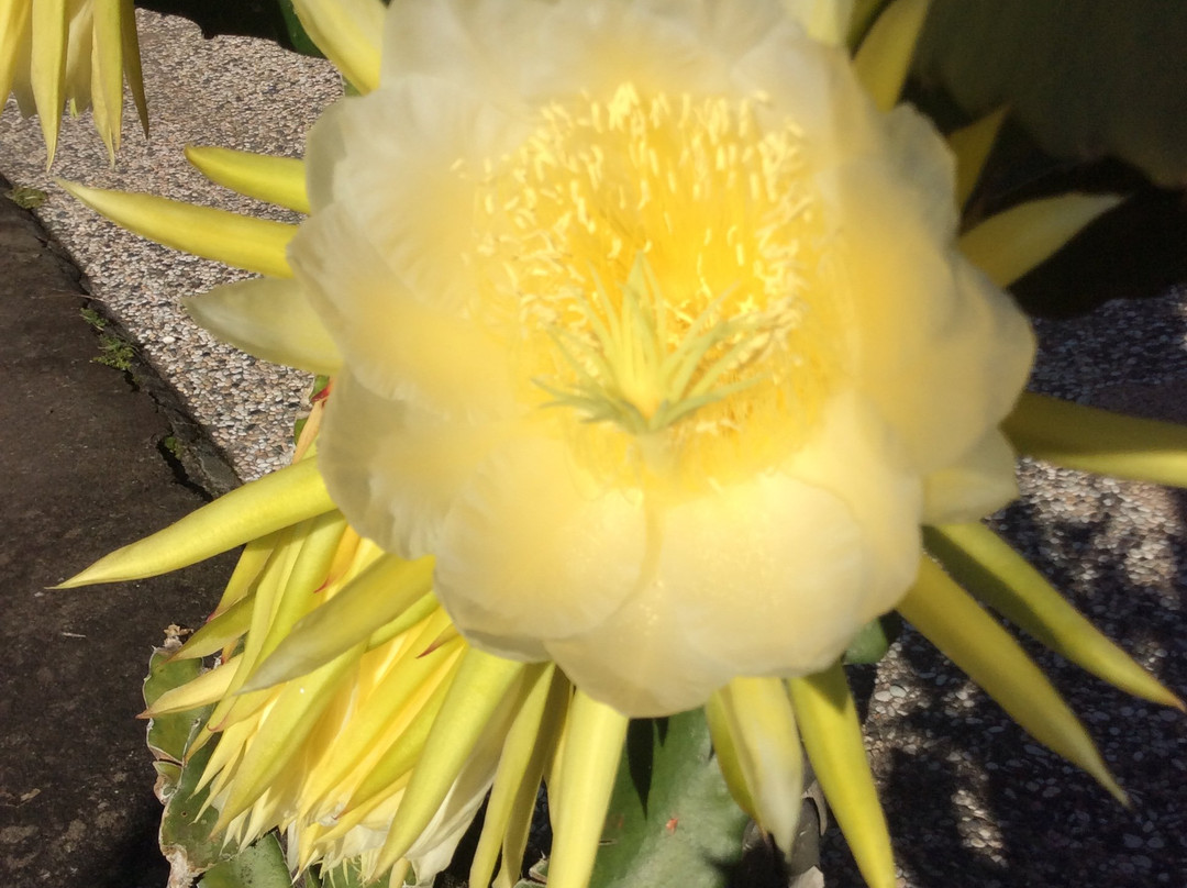 Shangrilah Villas主图