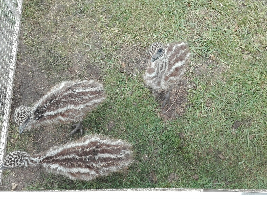 Vogel en pluimvee park  de Lorkeershoeve景点图片