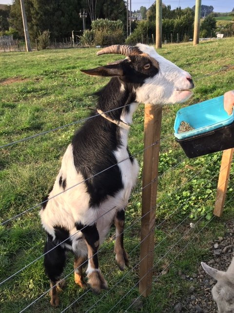 Waitomo Big Bird Bed & Breakfast主图