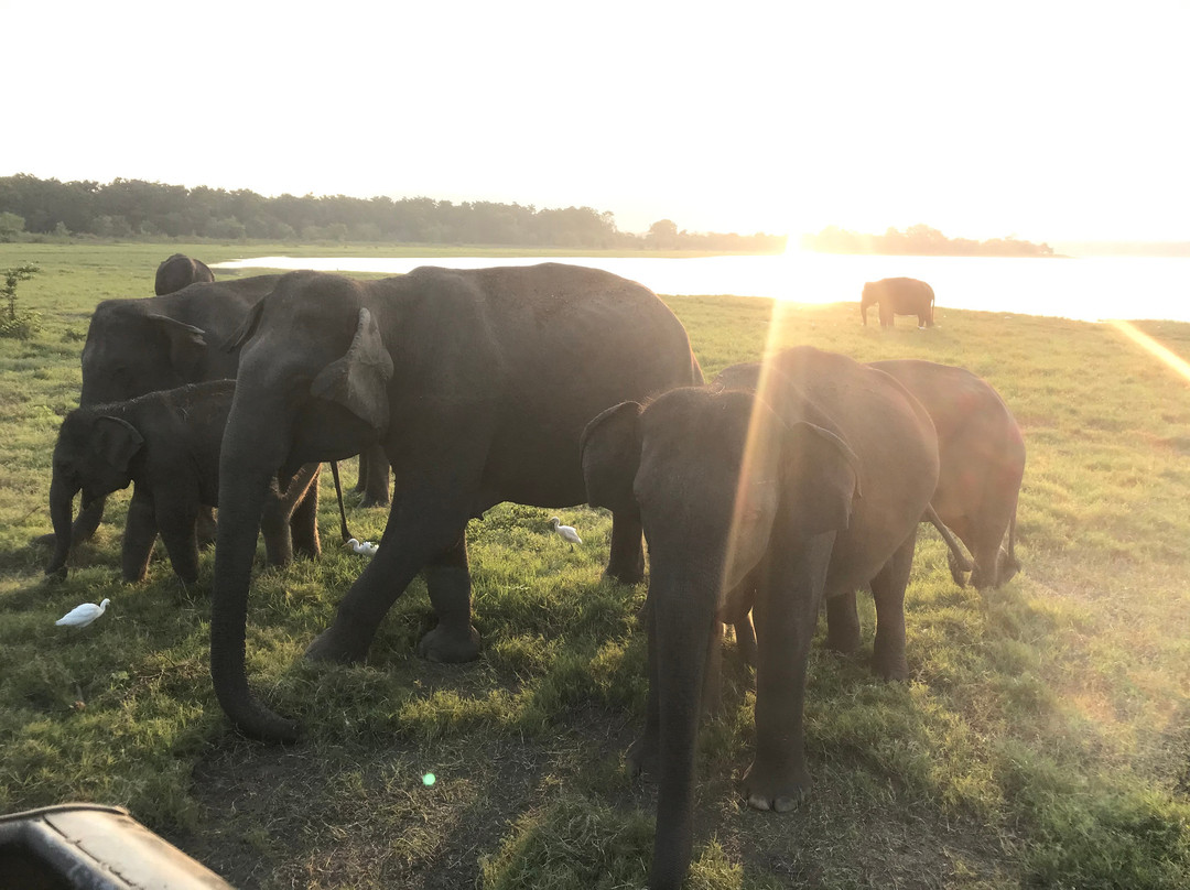 Pigeon Island Tours-尼拉瓦利必去景点