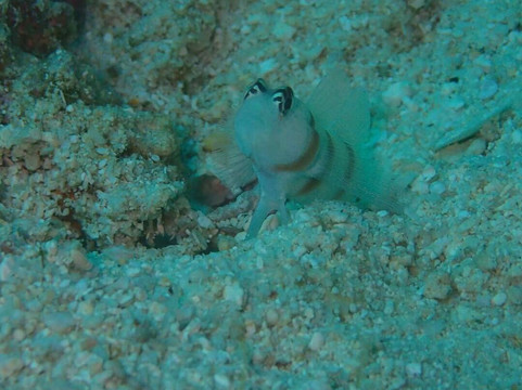 Puahele Diving Tour-奥斯洛布必去景点