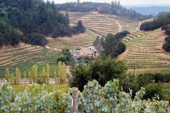 Pine Ridge Vineyards景点图片