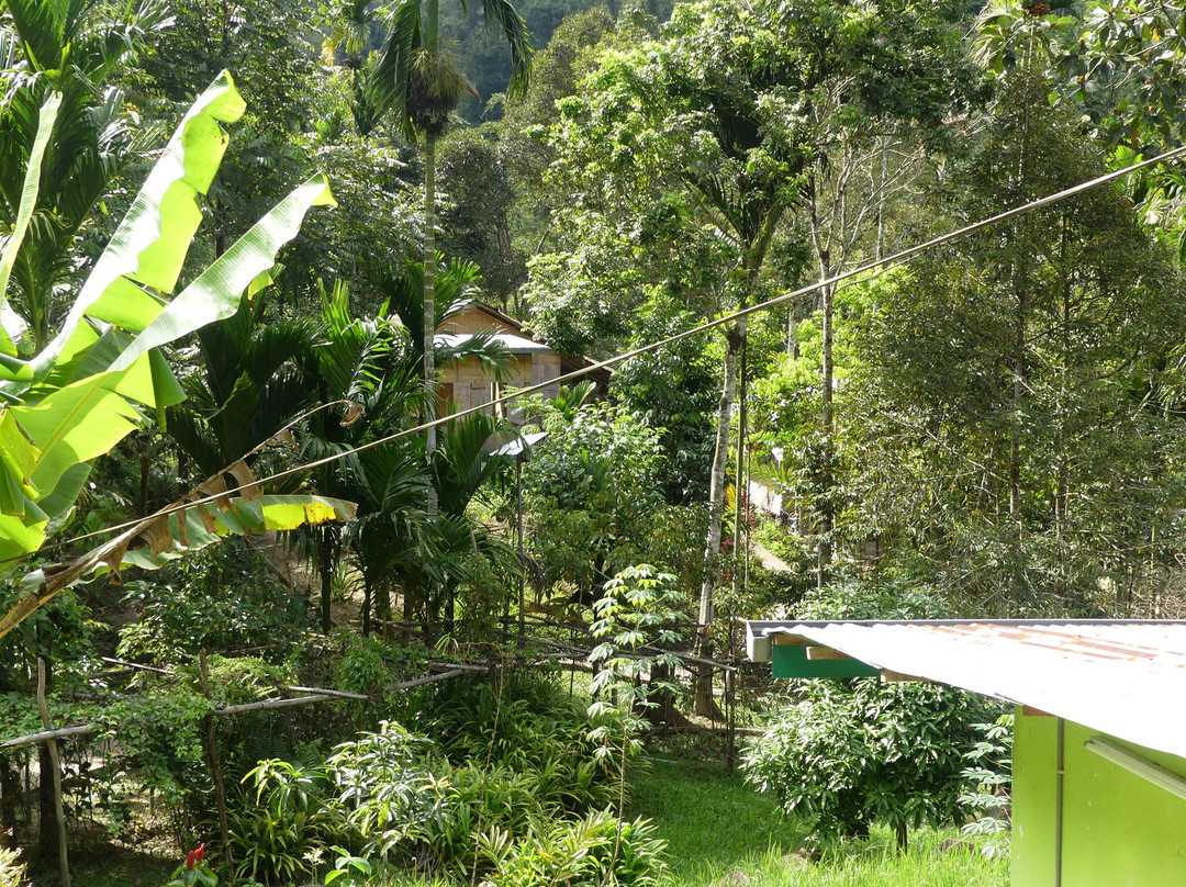 Rain Forest Inn主图