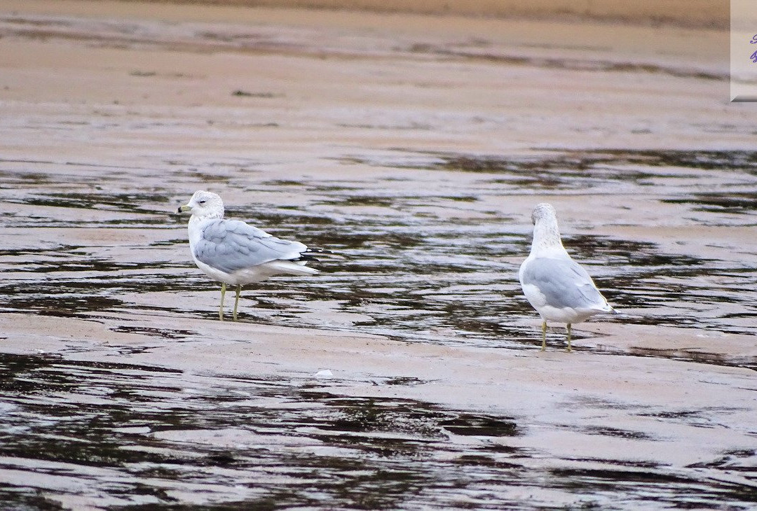 New River Beach Provincial Park景点图片