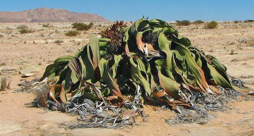 Dolphin Tours Namibia Eco Friendly Desert Tours-华维斯湾必去景点