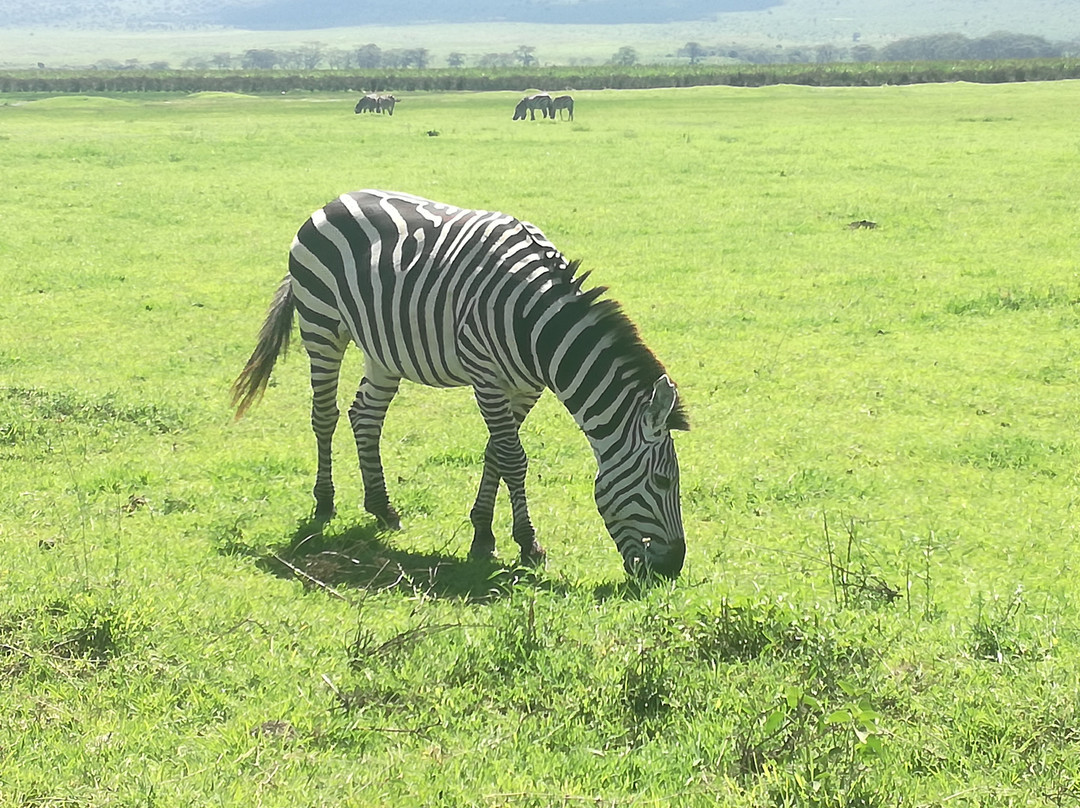Bestday Safaris景点图片