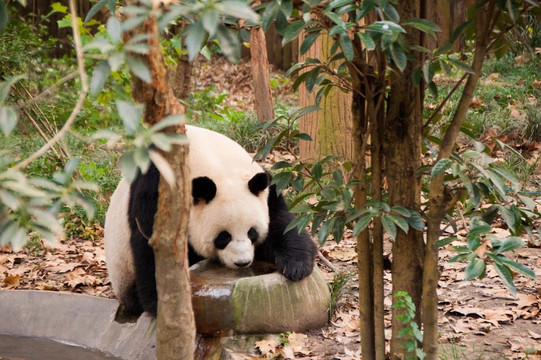 China Tour-成都必去景点