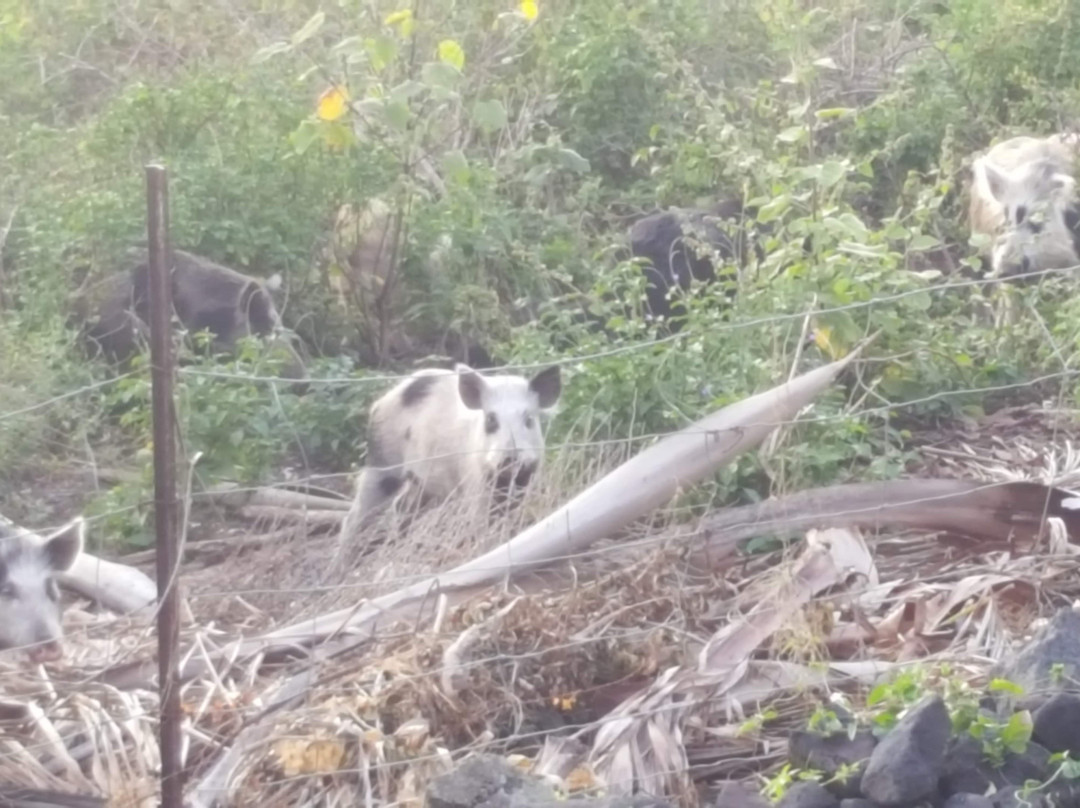 哈尔霍欧拉家庭式酒店主图
