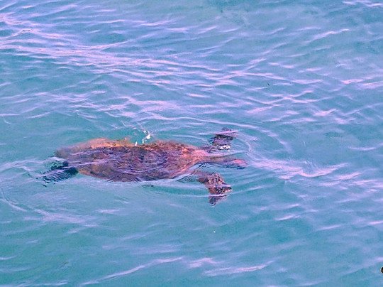 ATAO Taxi Boat-努美阿必去景点