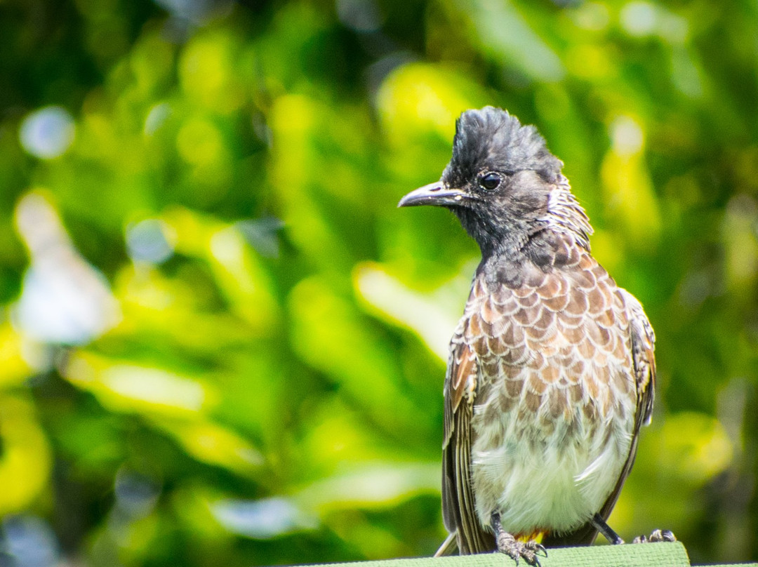 Secret Ivory Farm & Guest House主图