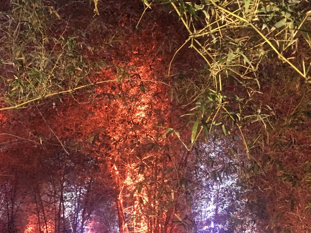 Ligao旅游景点-Bambusetum Park