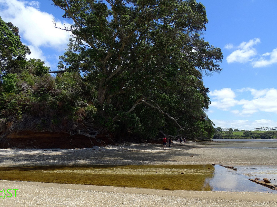 Awhitu Regional Park景点图片