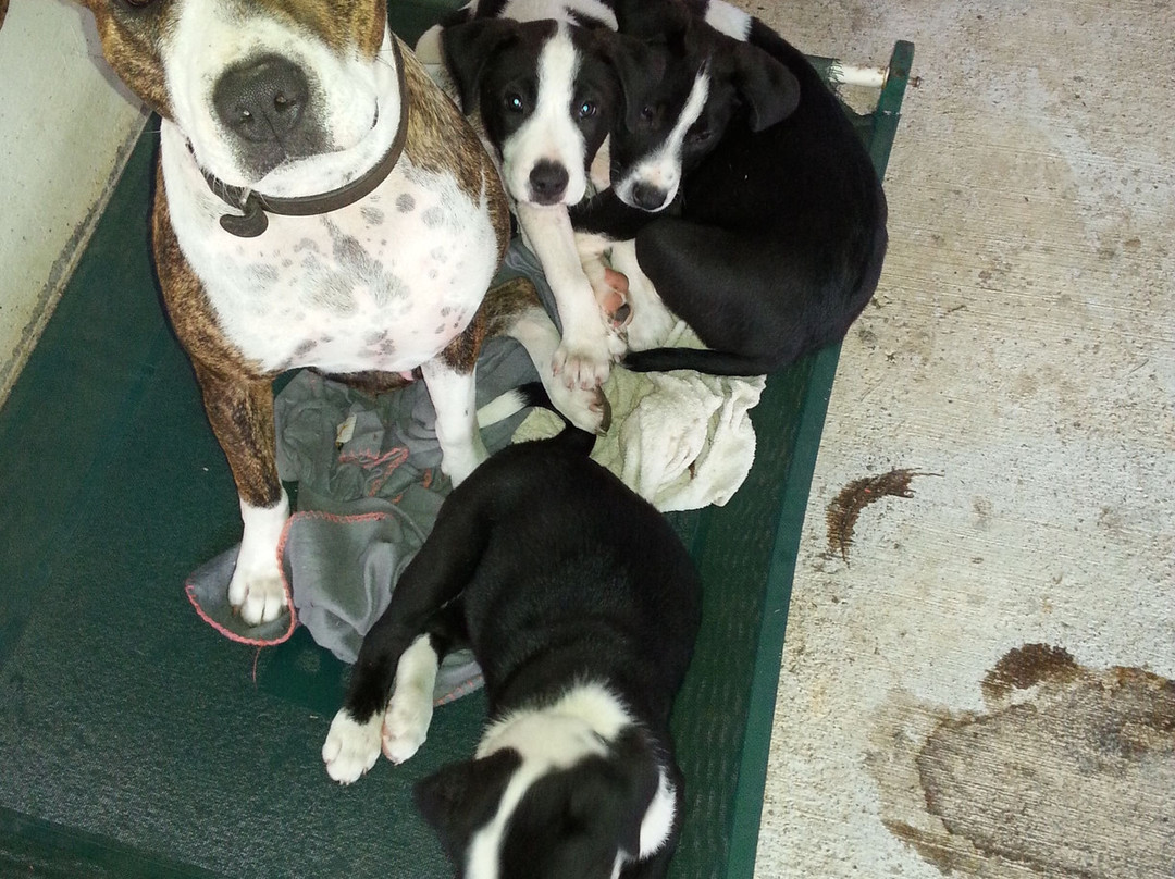 Jackaroo Surfcamp-Bouloupari必去景点