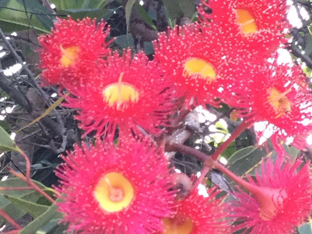 Alstonville Settlers Motel主图