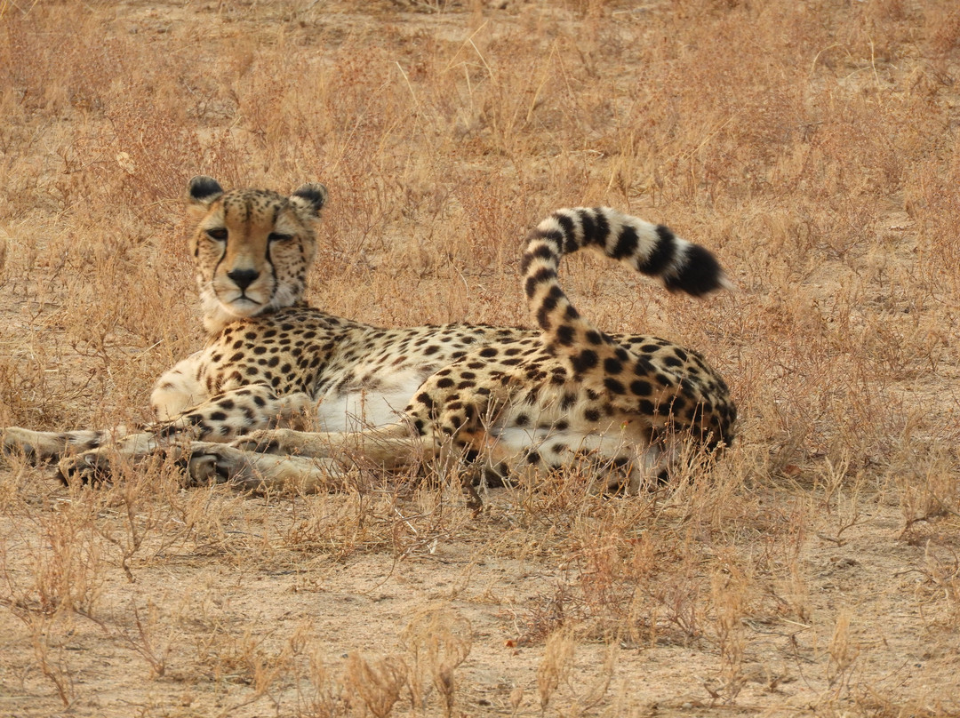 Flight of the Eagle Safaris & Tours-三图里恩必去景点